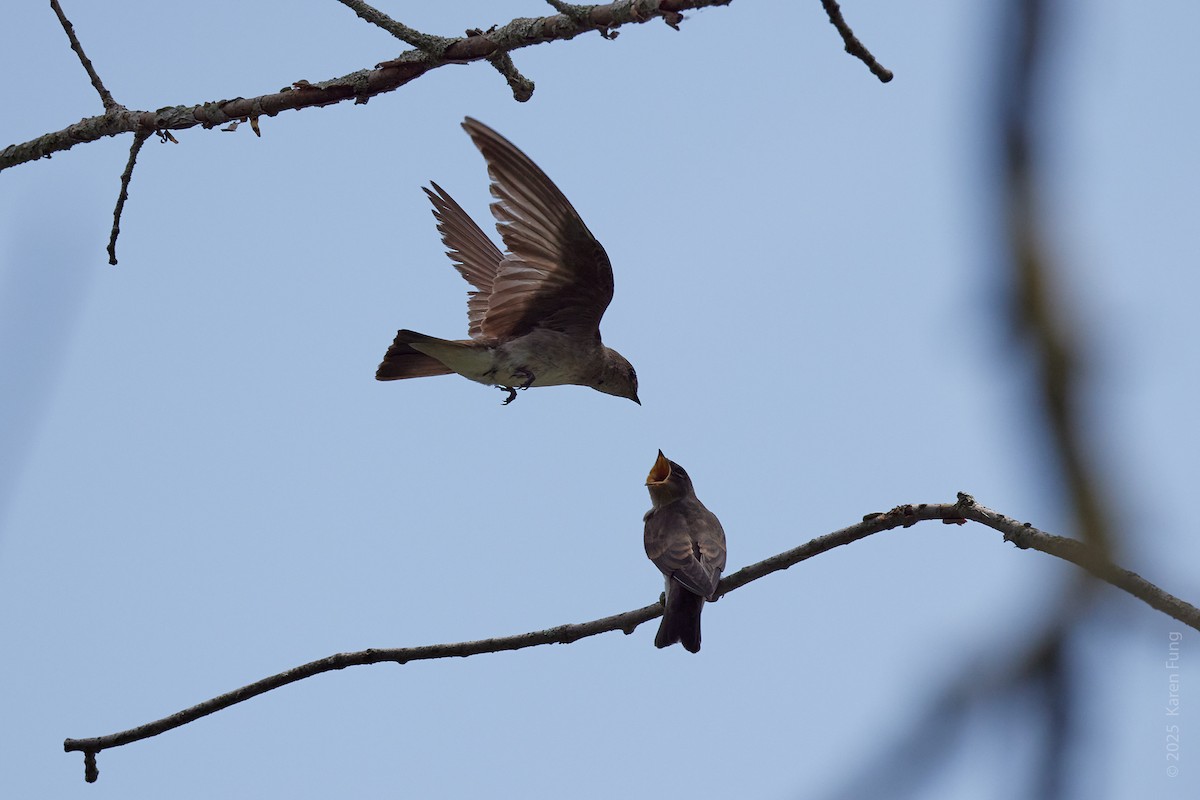 Hirondelle à ailes hérissées - ML637850478