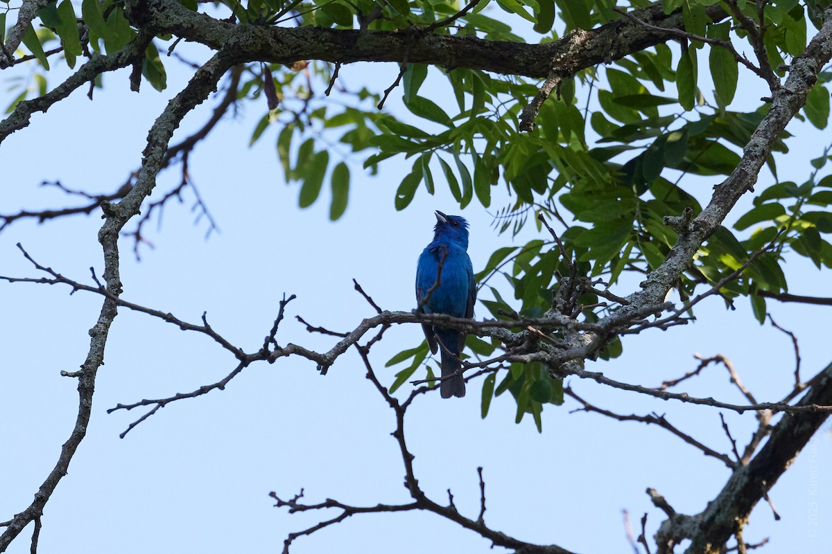 Passerin indigo - ML637850546