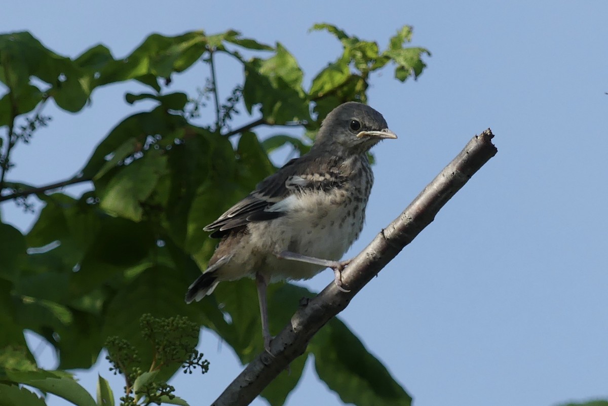 Northern Mockingbird - ML637850604