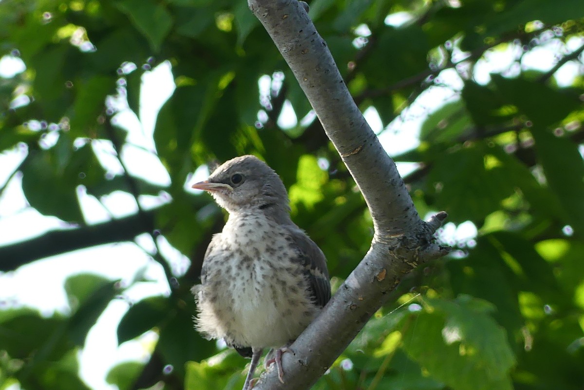 Northern Mockingbird - ML637850605