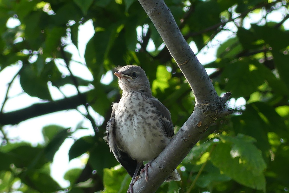 Northern Mockingbird - ML637850606