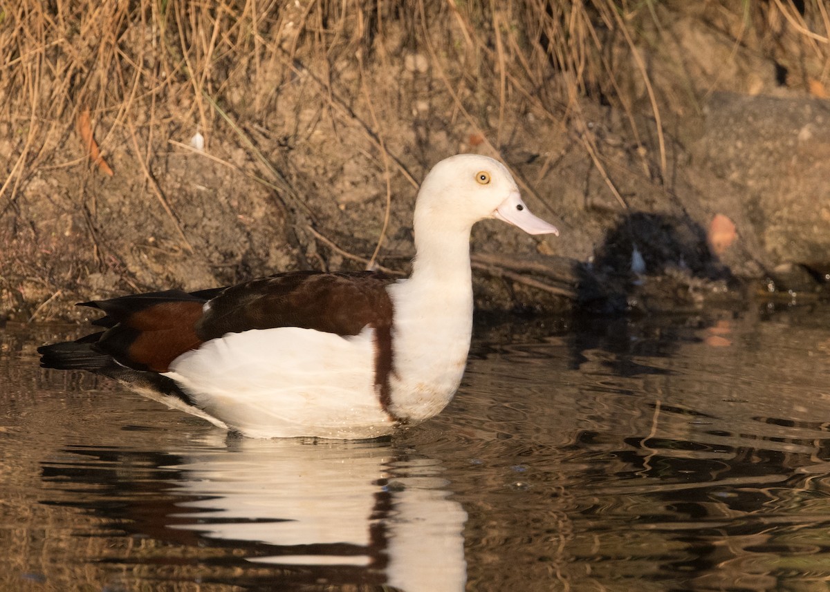Radjah Shelduck - ML637850678