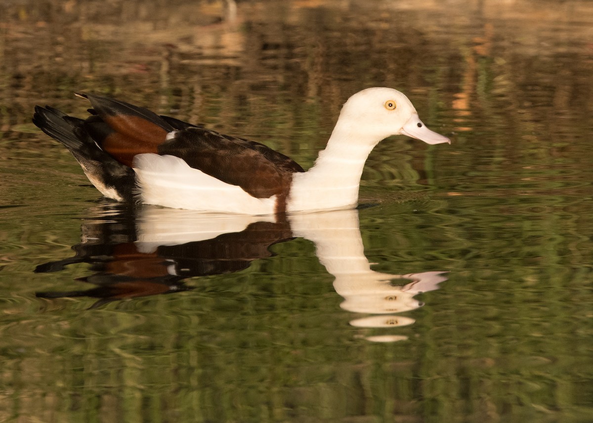 Radjah Shelduck - ML637850679