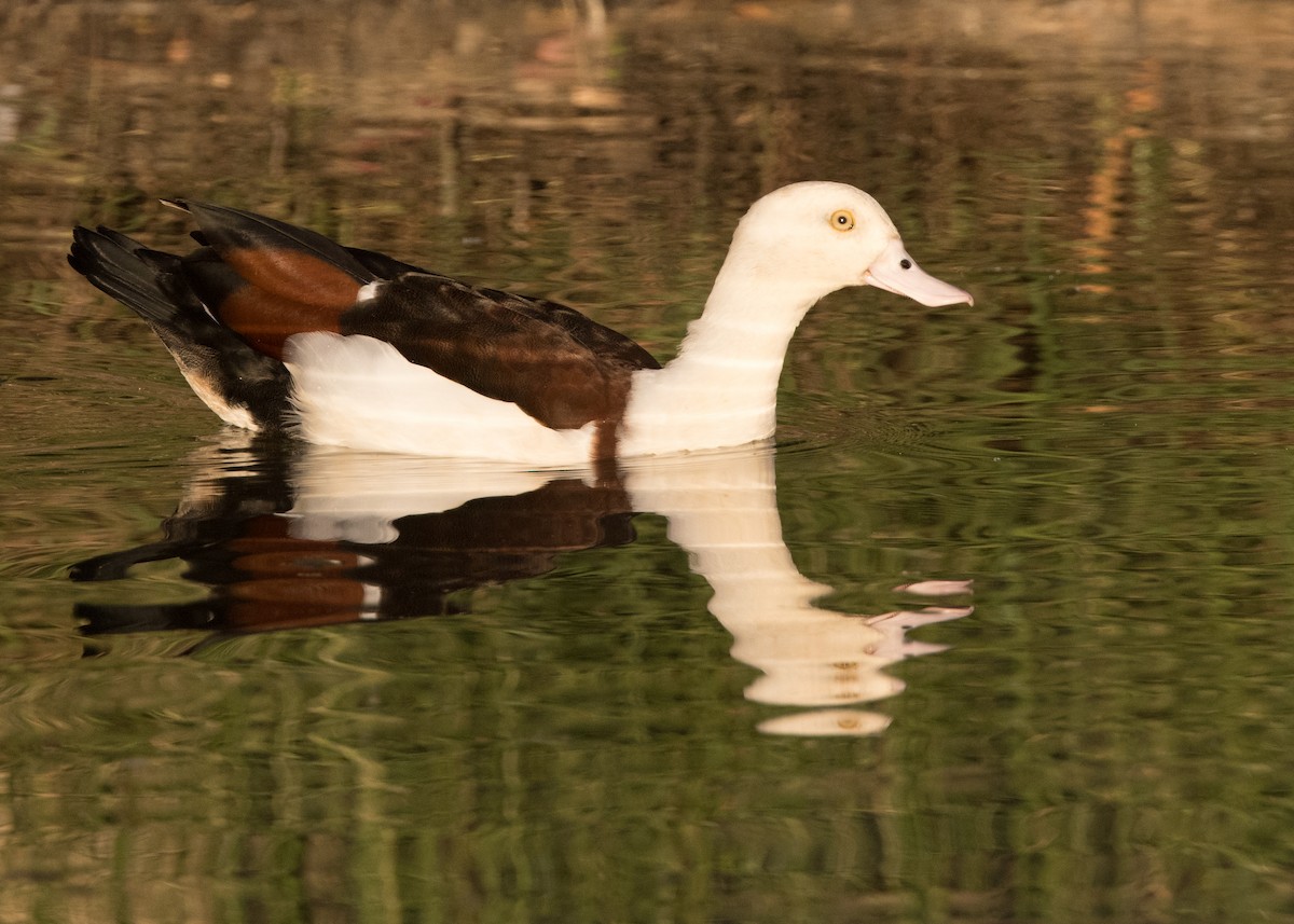 Radjah Shelduck - ML637850680