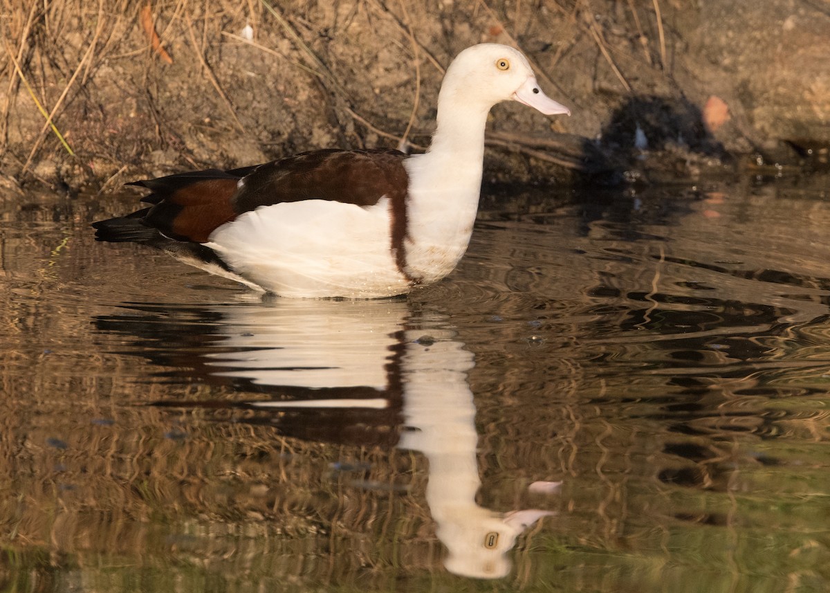 Radjah Shelduck - ML637850681