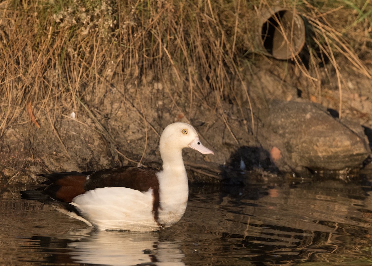 Radjah Shelduck - ML637850682