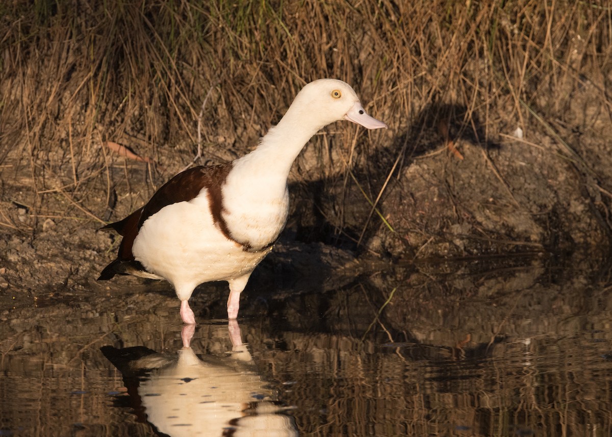 Radjah Shelduck - ML637850684