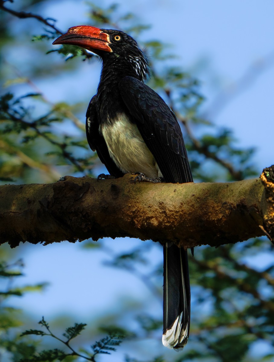 Crowned Hornbill - ML637850723