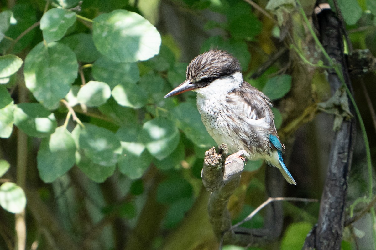 Striped Kingfisher - ML637850761