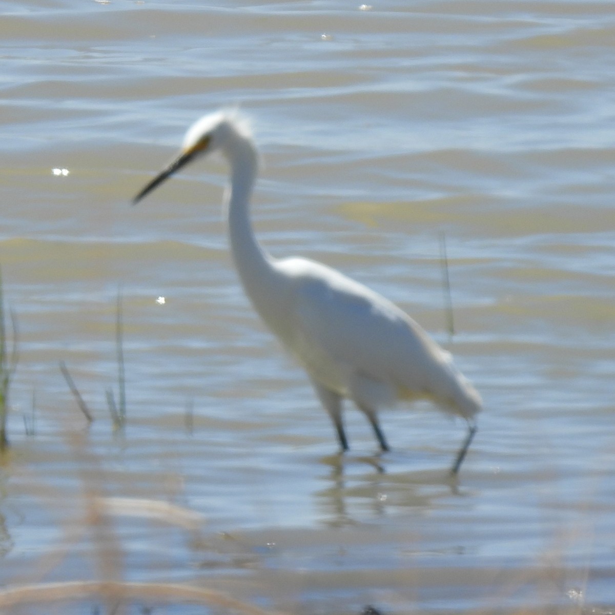 Snowy Egret - ML637850773