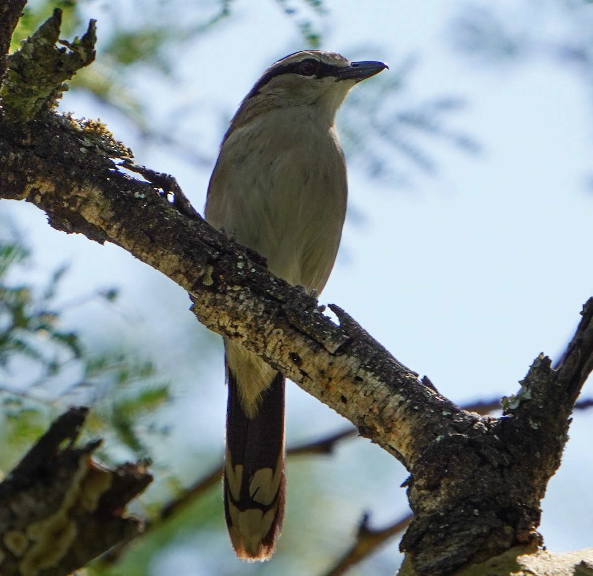 Brown-crowned Tchagra - ML637850807
