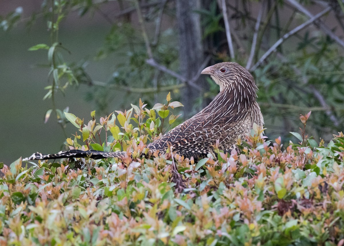 Pheasant Coucal - ML637850812