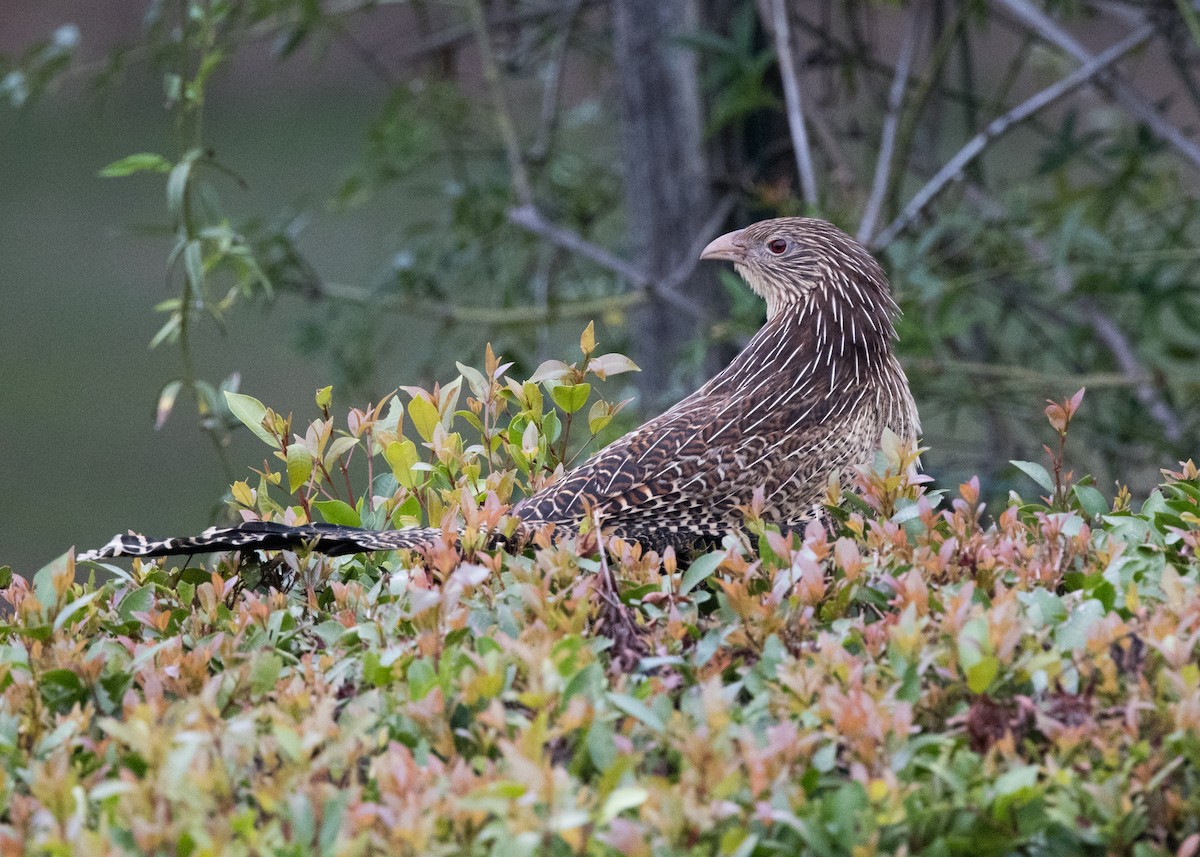 Pheasant Coucal - ML637850814