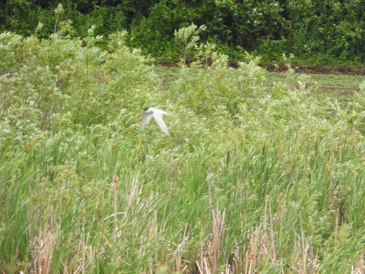 Common Tern - ML637850860