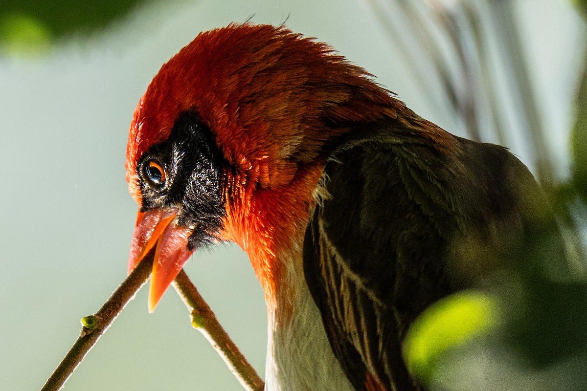 Red-headed Weaver - ML637850923