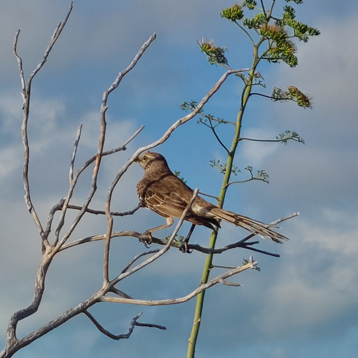 Bahama Mockingbird - ML637850933
