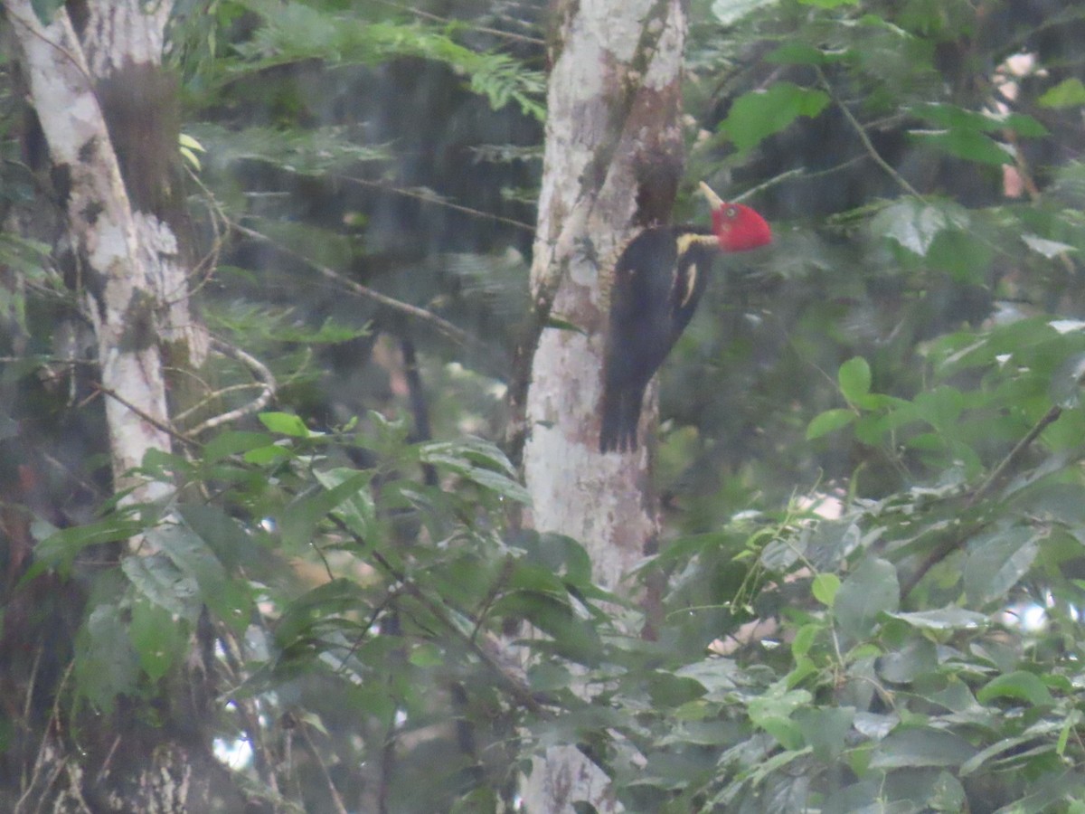 Pale-billed Woodpecker - ML637850950