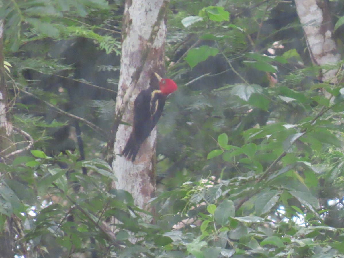Pale-billed Woodpecker - ML637850951