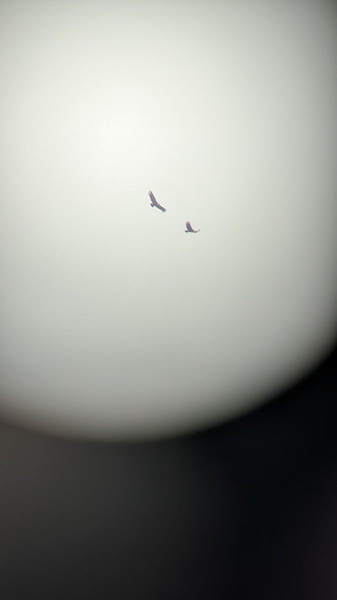 Andean Condor - ML637850955