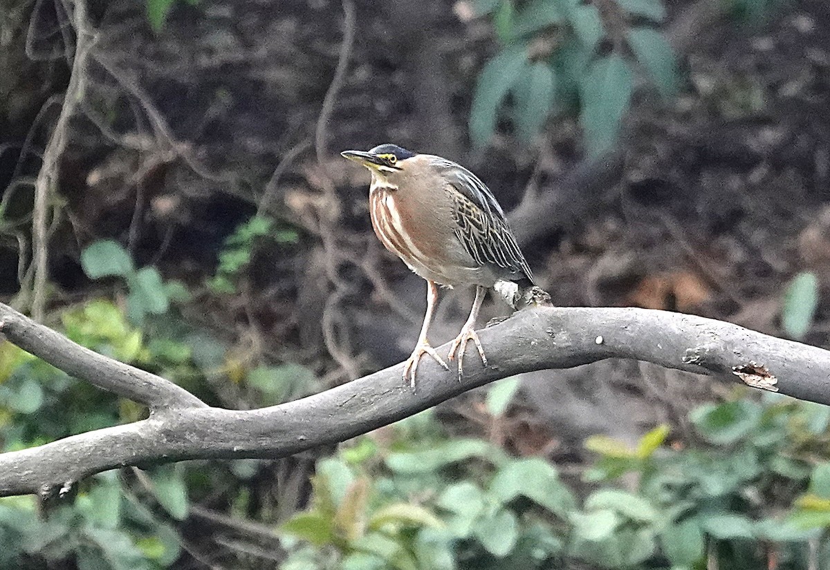 Striated Heron - ML637851015