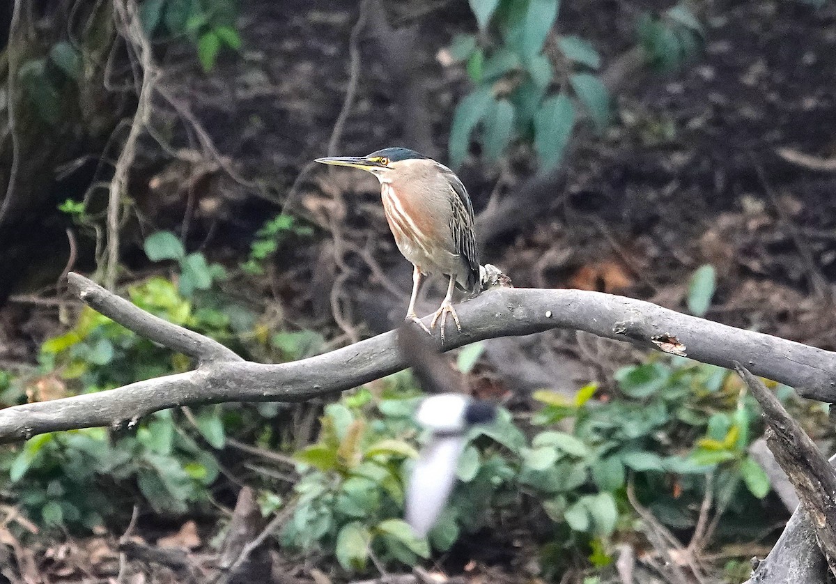 Striated Heron - ML637851016