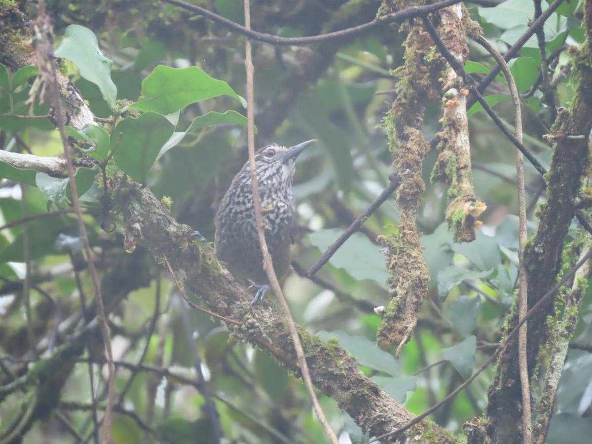 Spot-breasted Wren - ML637851073
