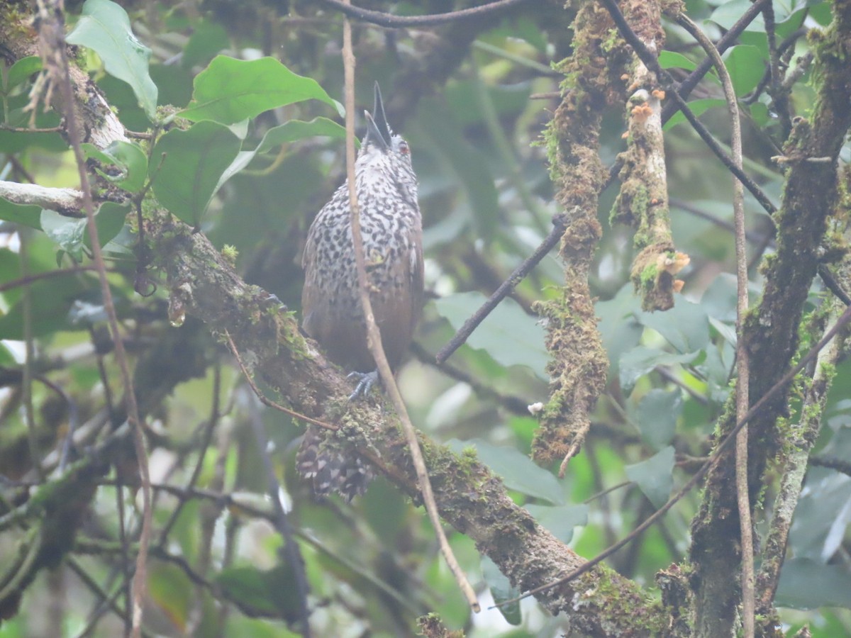 Spot-breasted Wren - ML637851074