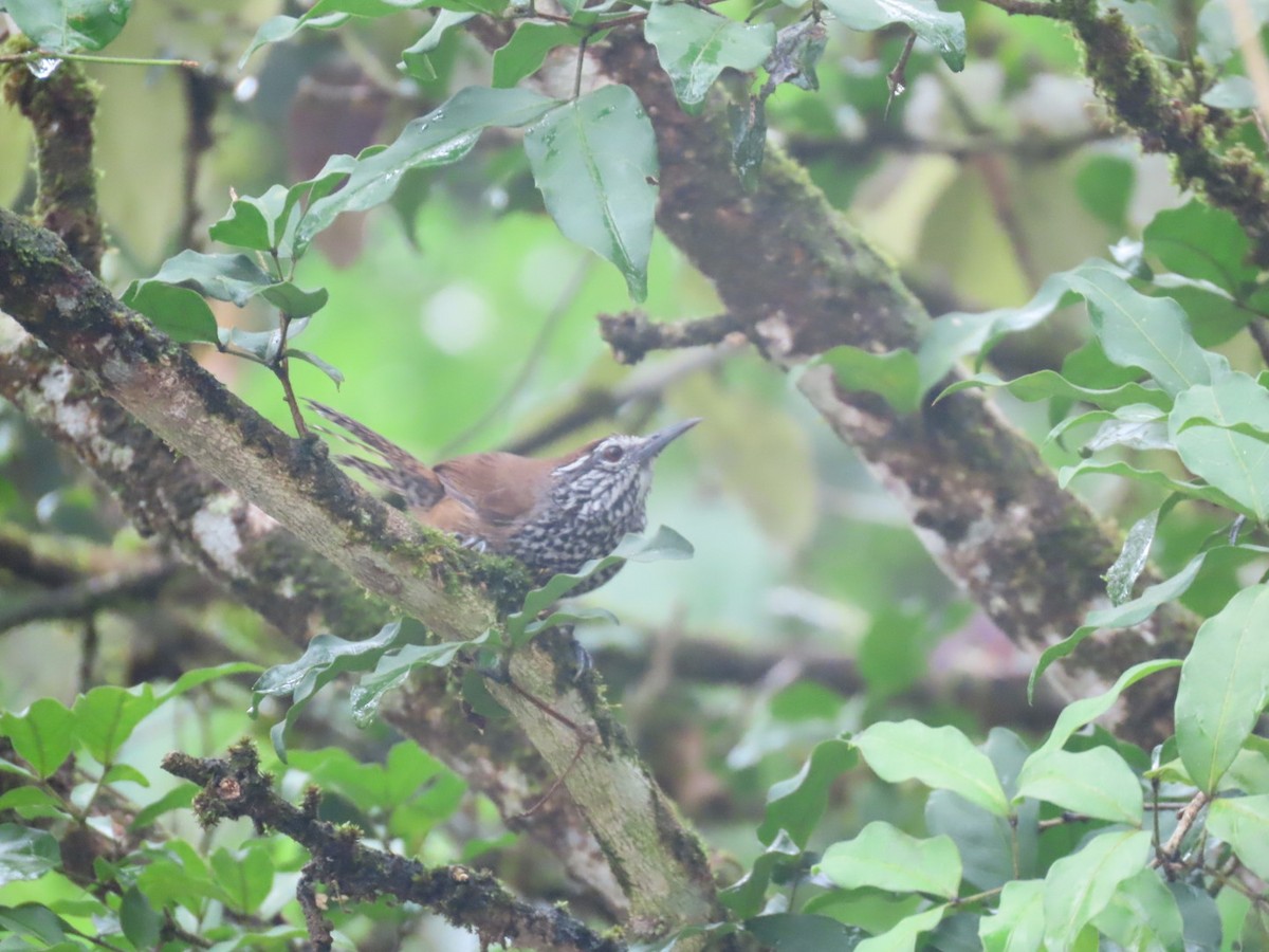 Spot-breasted Wren - ML637851075