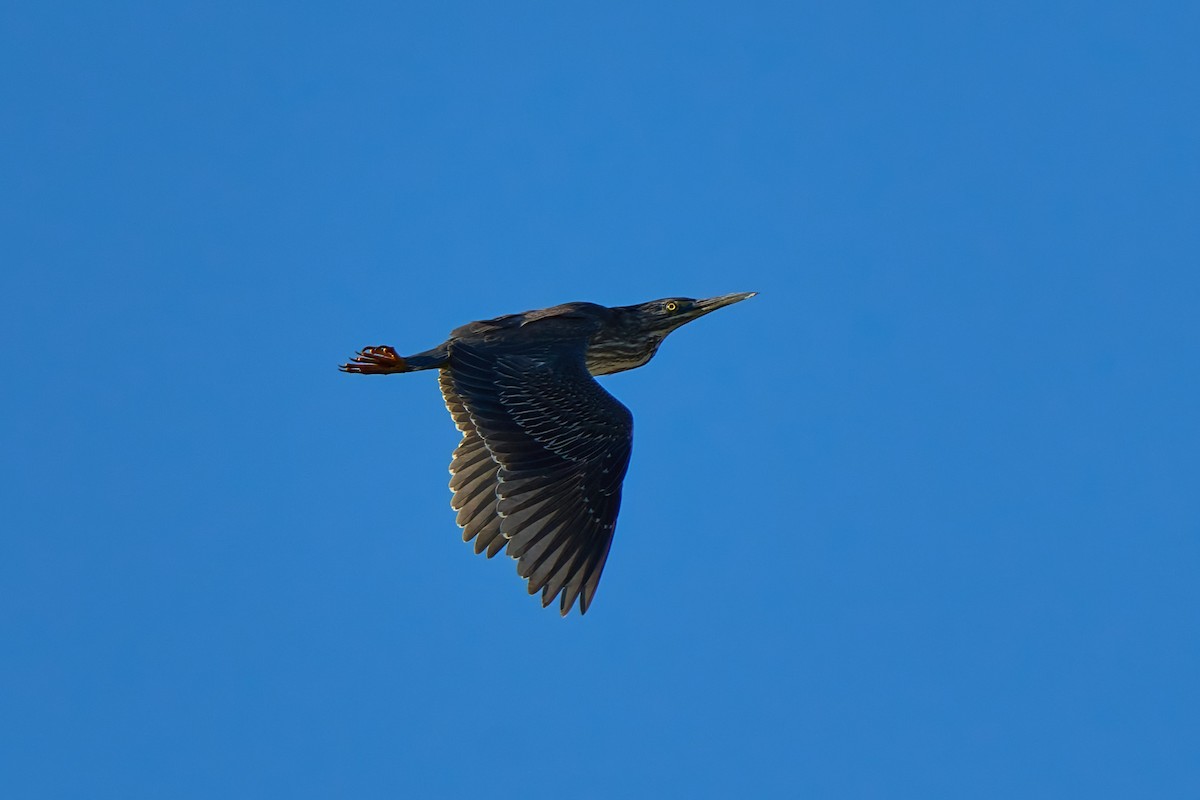 Striated Heron - ML637851088