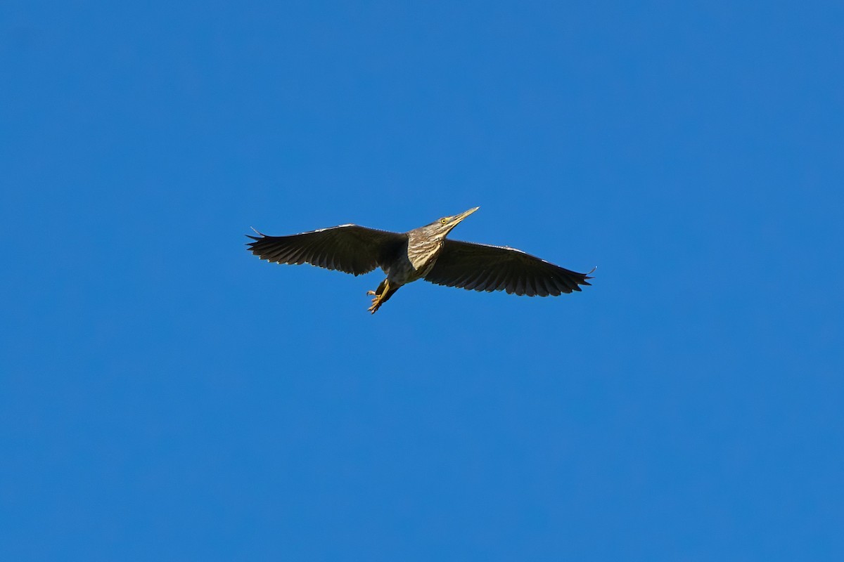 Striated Heron - ML637851089