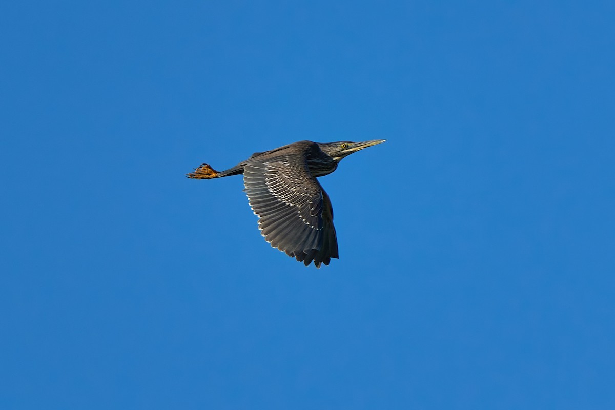 Striated Heron - ML637851090