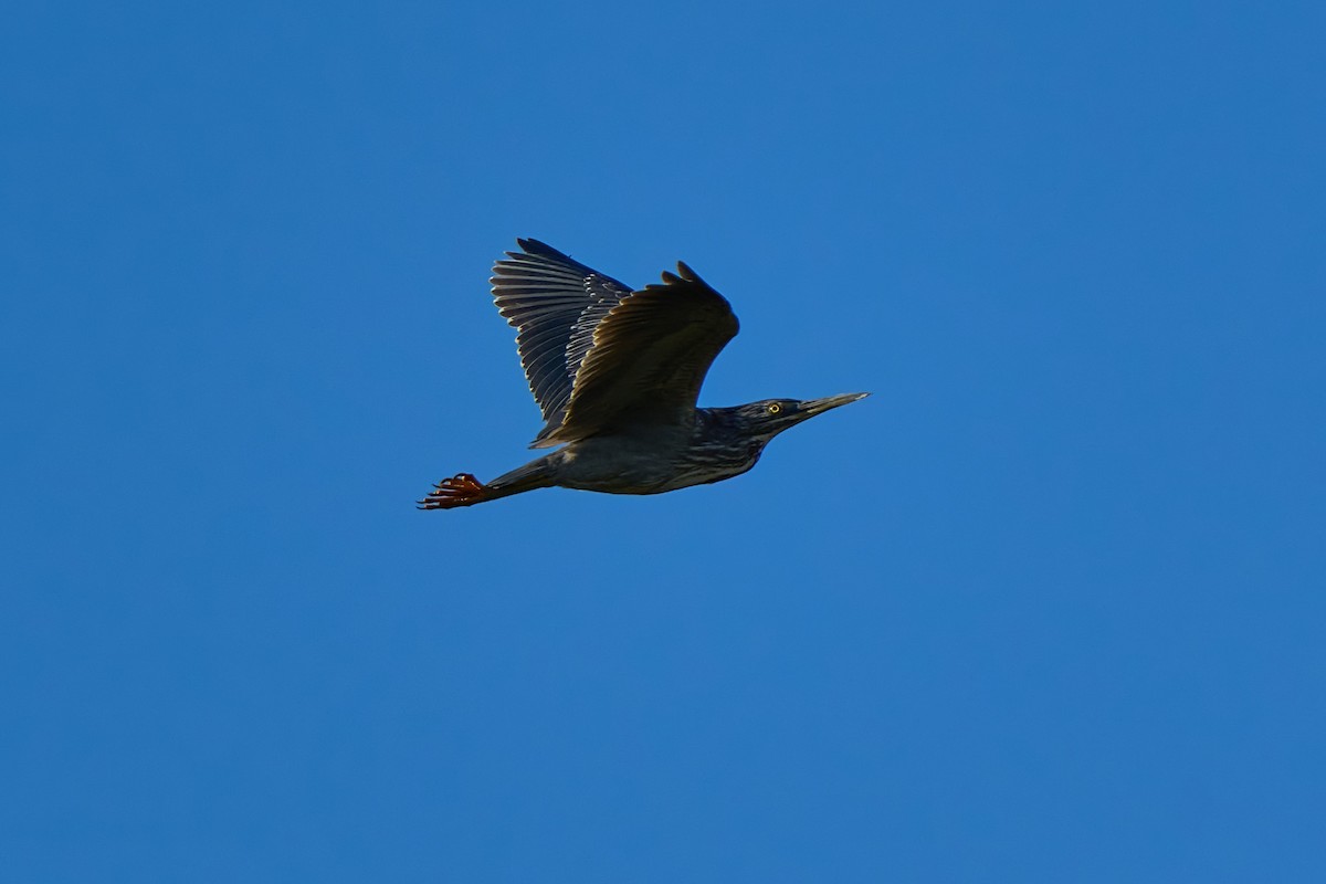 Striated Heron - ML637851091