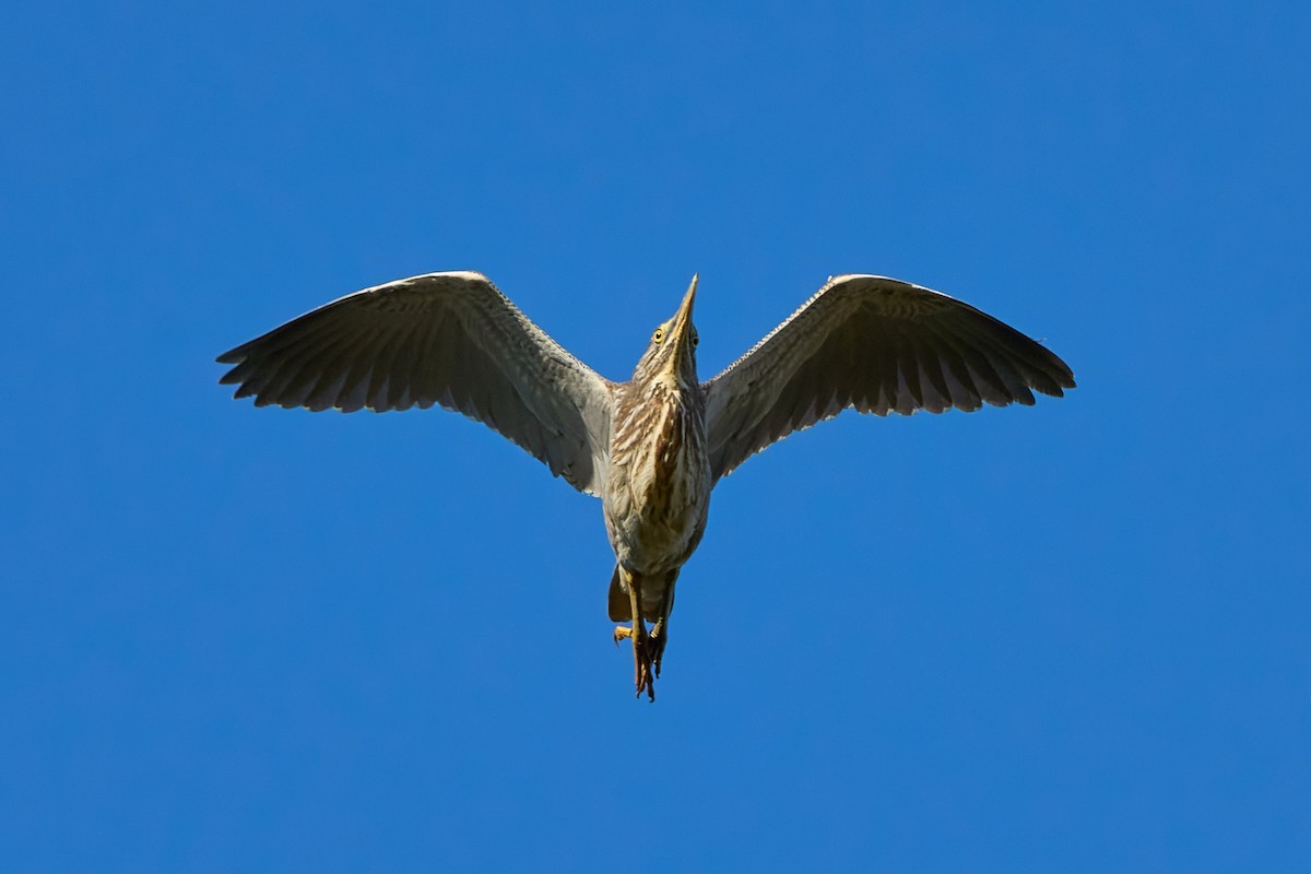 Striated Heron - ML637851092