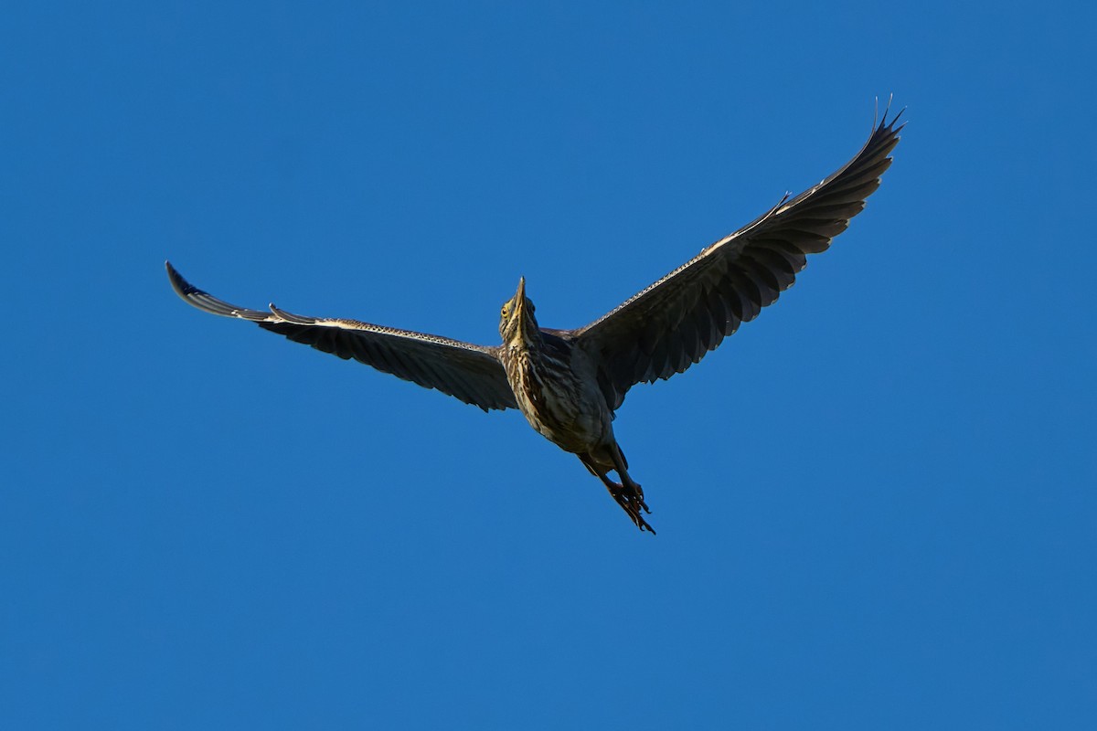 Striated Heron - ML637851093