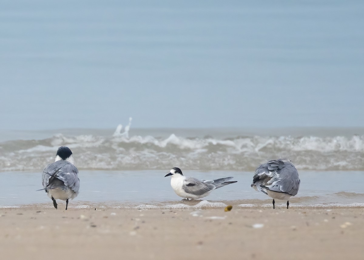 Sumru (longipennis) - ML637851120