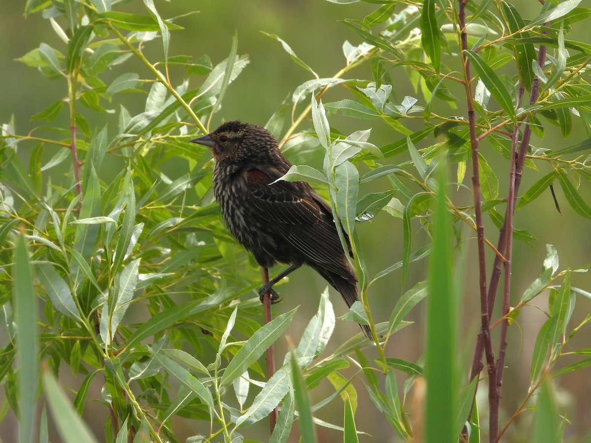 Red-winged Blackbird - ML637851126