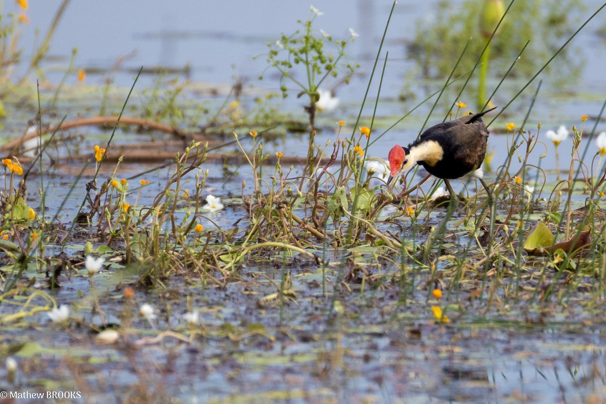 Comb-crested Jacana - ML637851129
