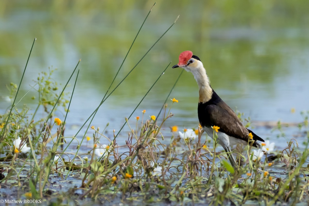 Comb-crested Jacana - ML637851137