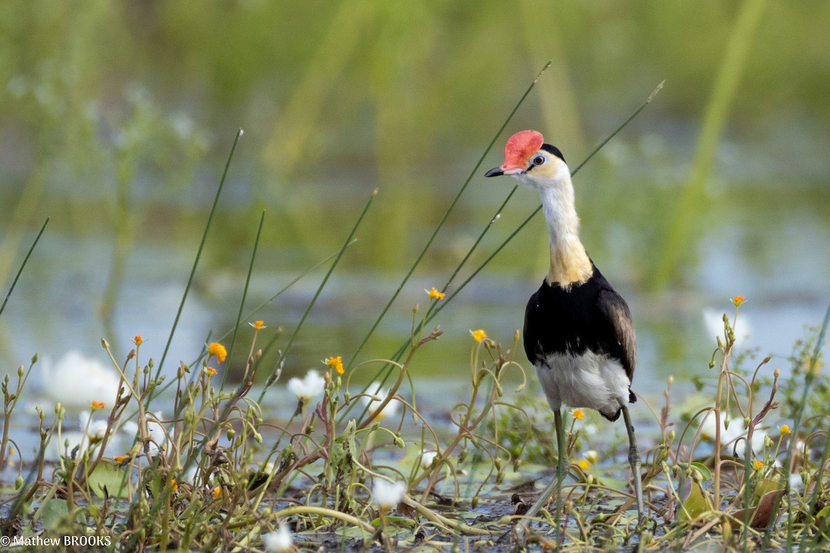 Comb-crested Jacana - ML637851138