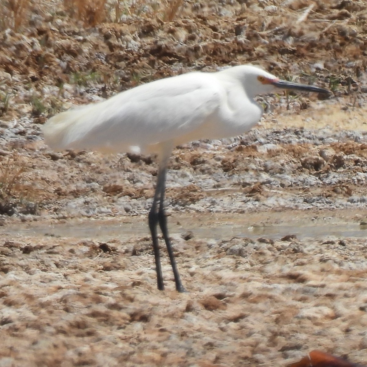 ユキコサギ - ML637851179