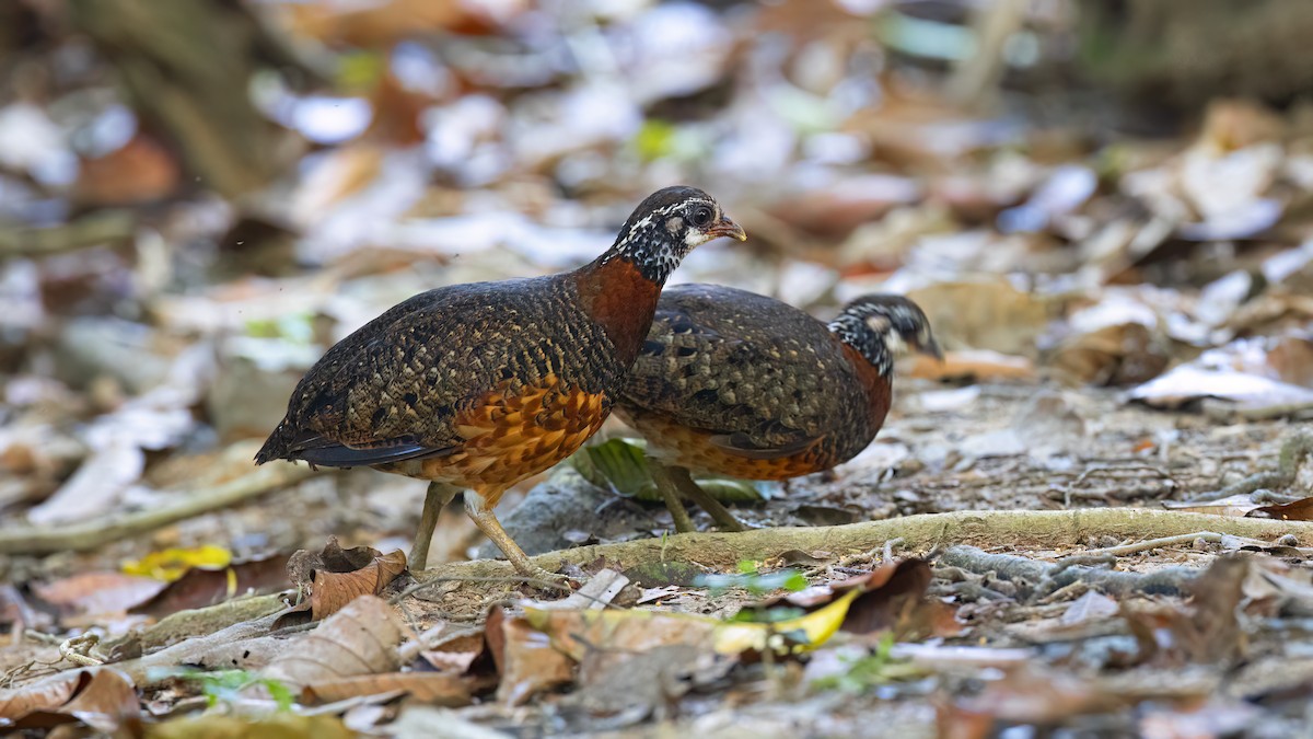 Sabah Partridge - ML637851211