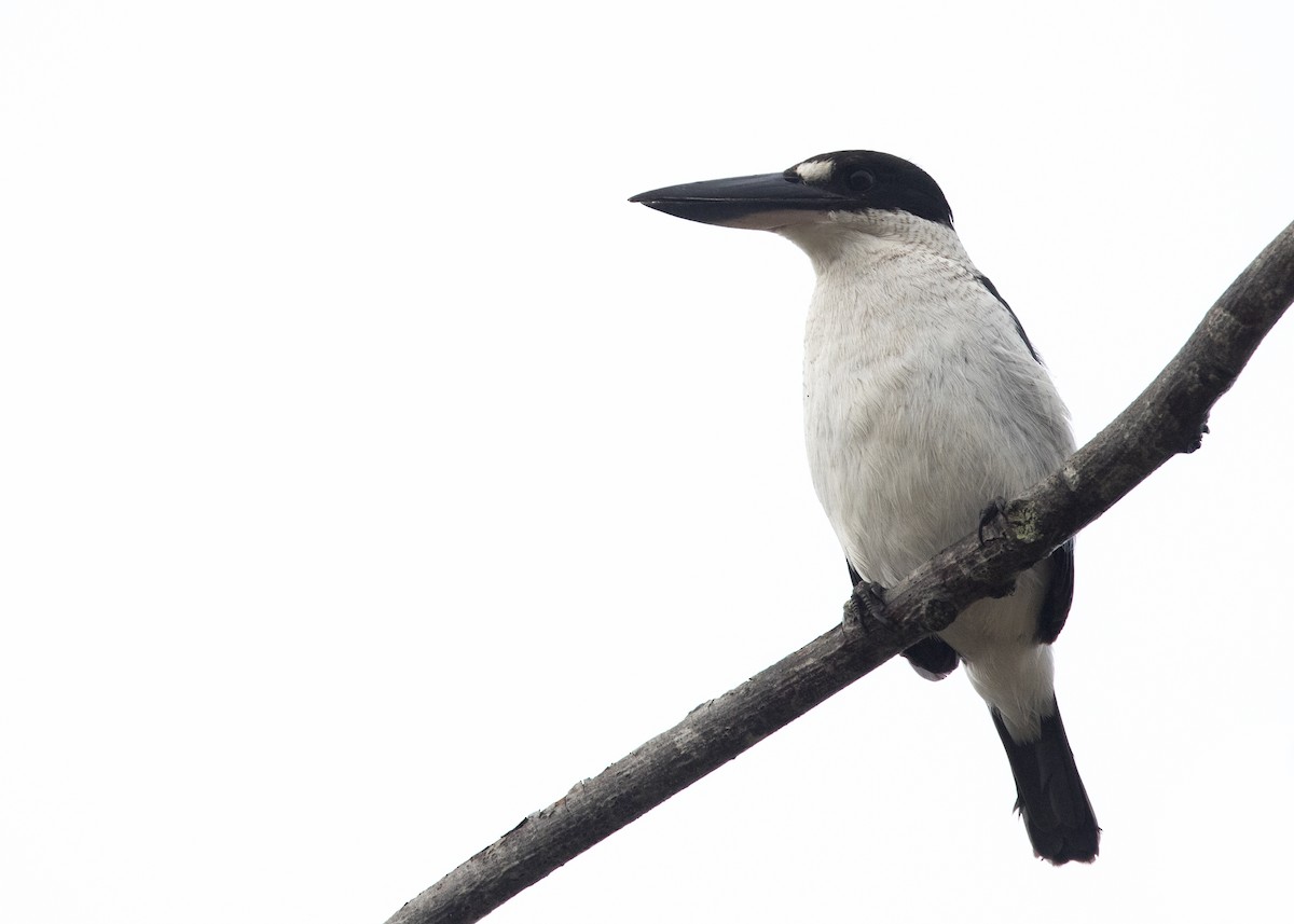 Torresian Kingfisher - ML637851213