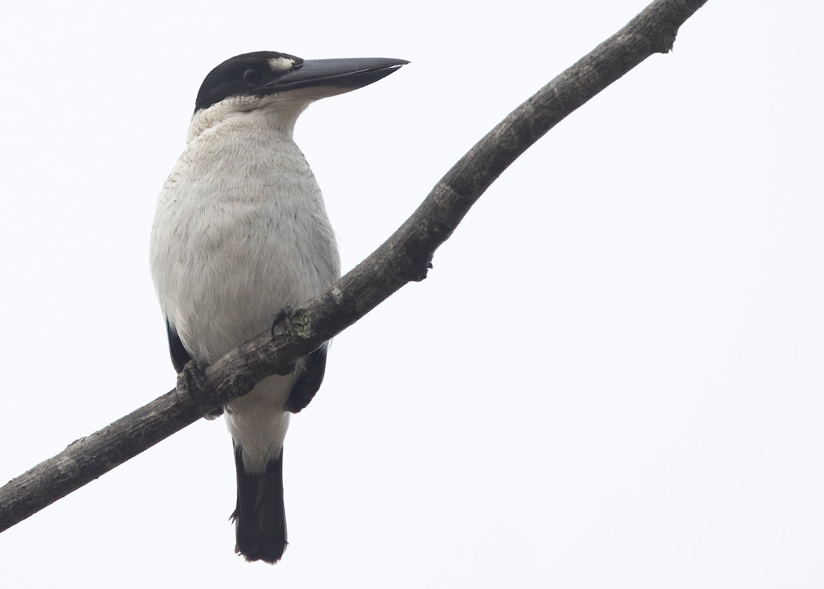 Torresian Kingfisher - ML637851214