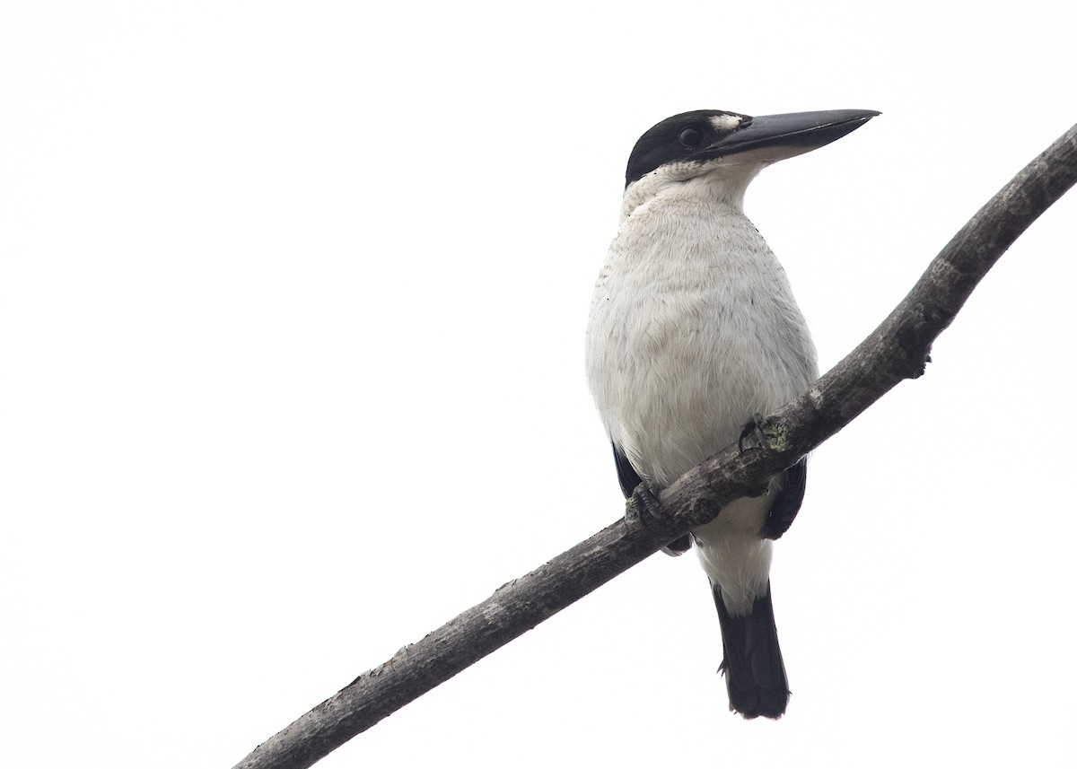 Torresian Kingfisher - ML637851215