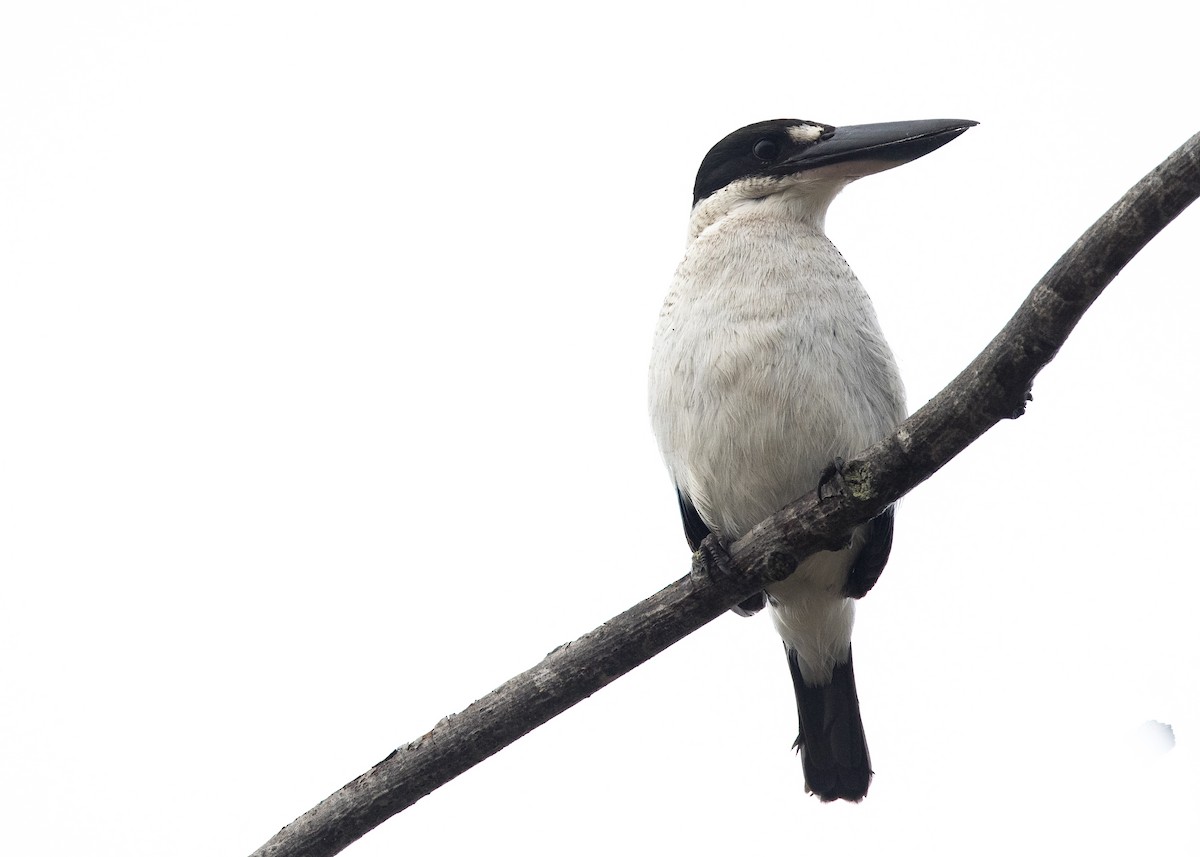 Torresian Kingfisher - ML637851216