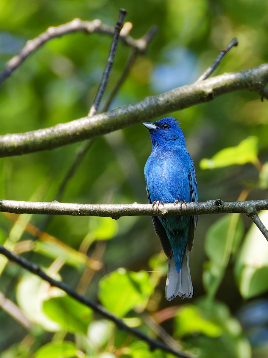 Passerin indigo - ML637851299