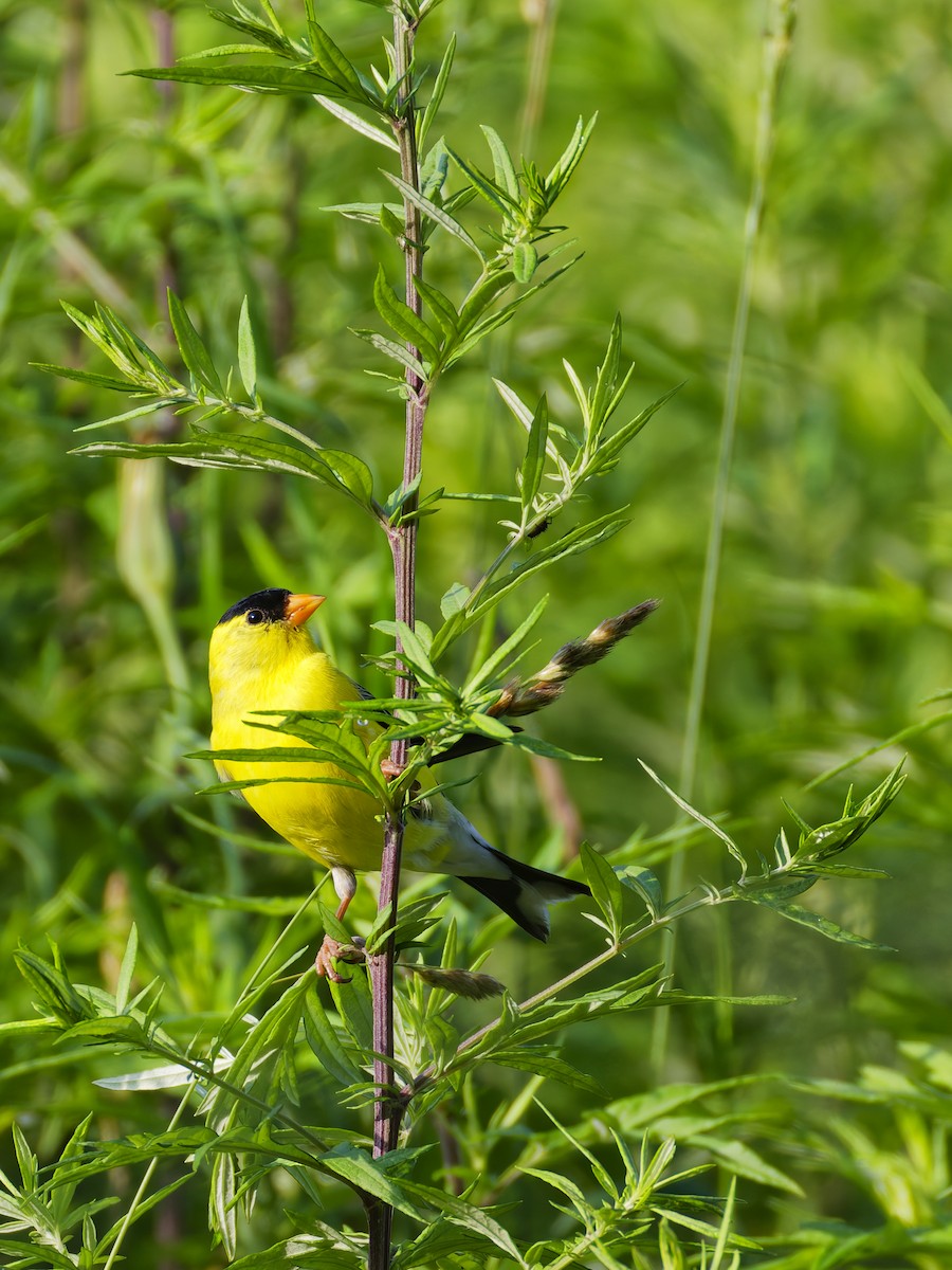Chardonneret jaune - ML637851302