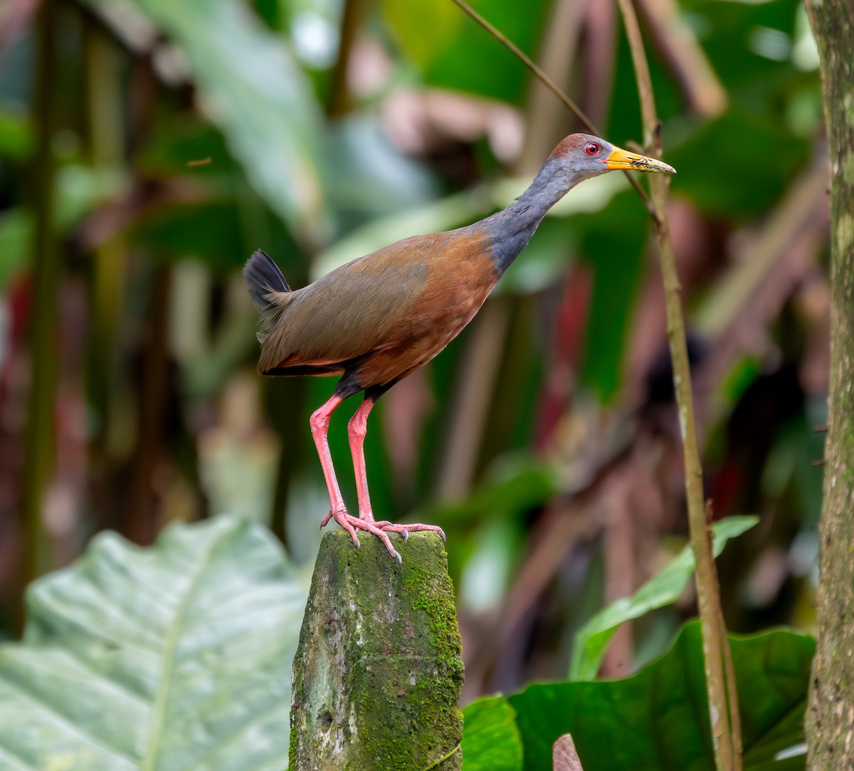 Russet-naped Wood-Rail - ML637851426