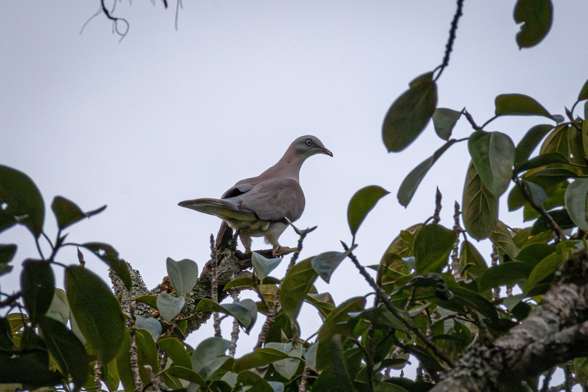 Mountain Imperial-Pigeon - ML637851448