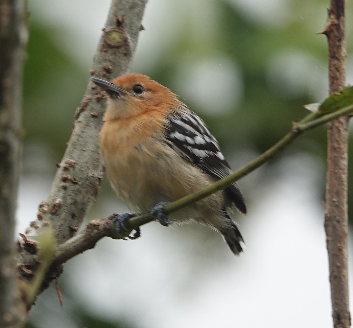 Pacific Antwren - ML637851458